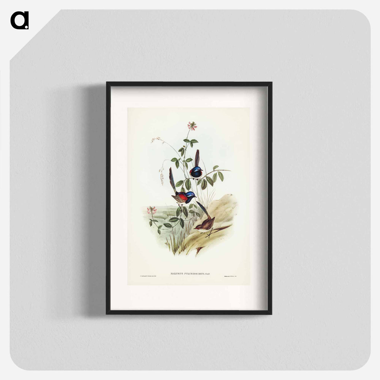 アートポスター-Beautiful Wren
- ジョン グールド Poster.