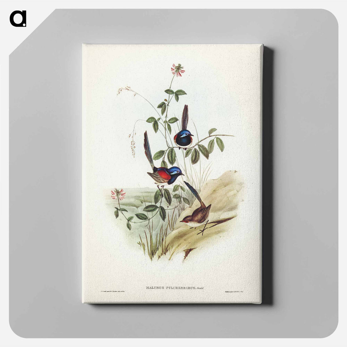 アートパネル-Beautiful Wren
- ジョン グールド Canvas.
