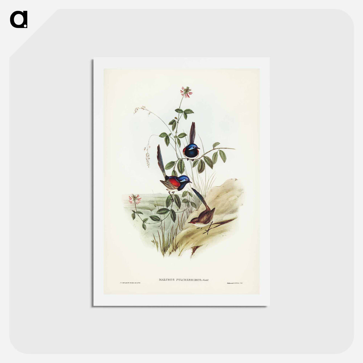アートポストカード-Beautiful Wren
- ジョン グールド Postcard.
