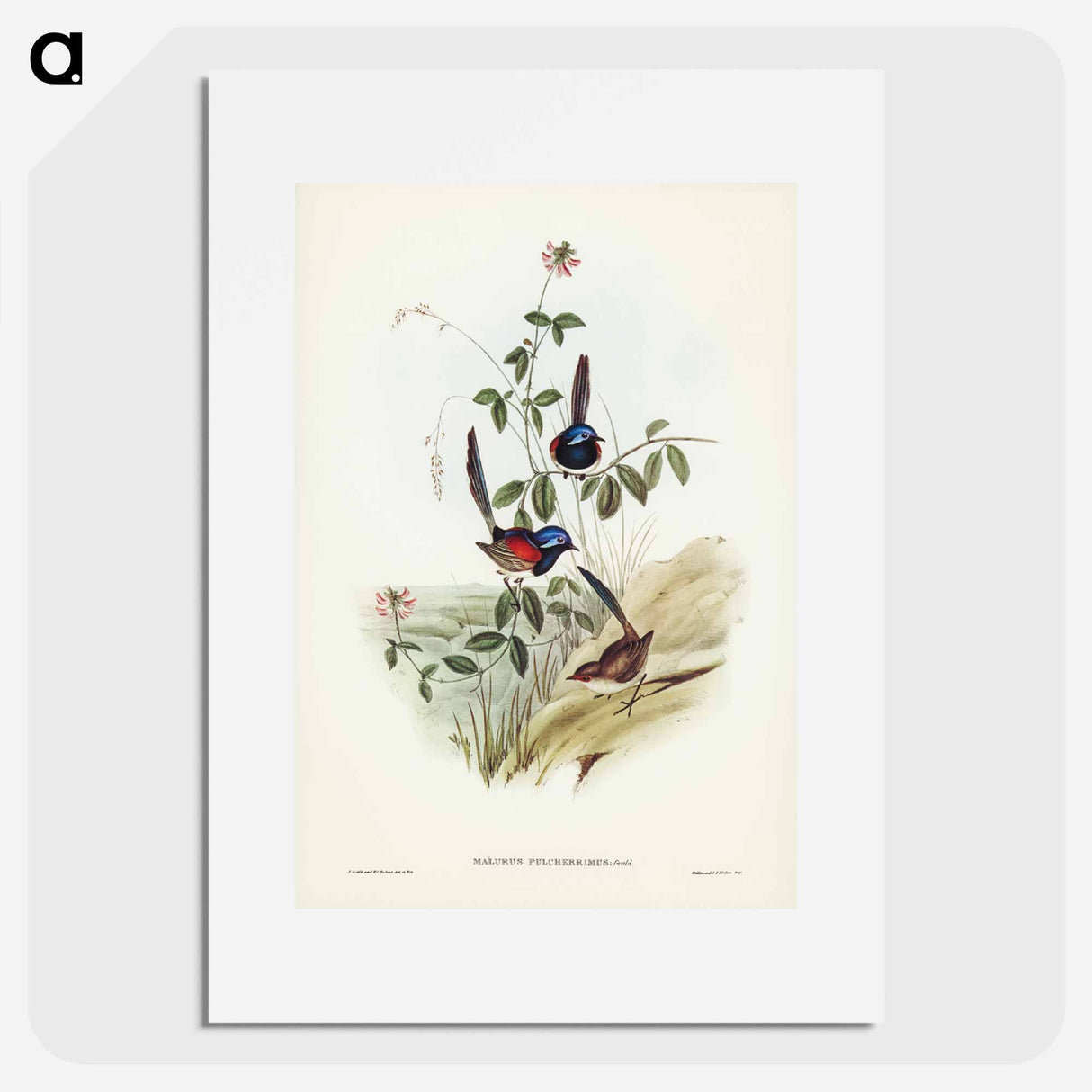 アートポスター-Beautiful Wren
- ジョン グールド Poster.