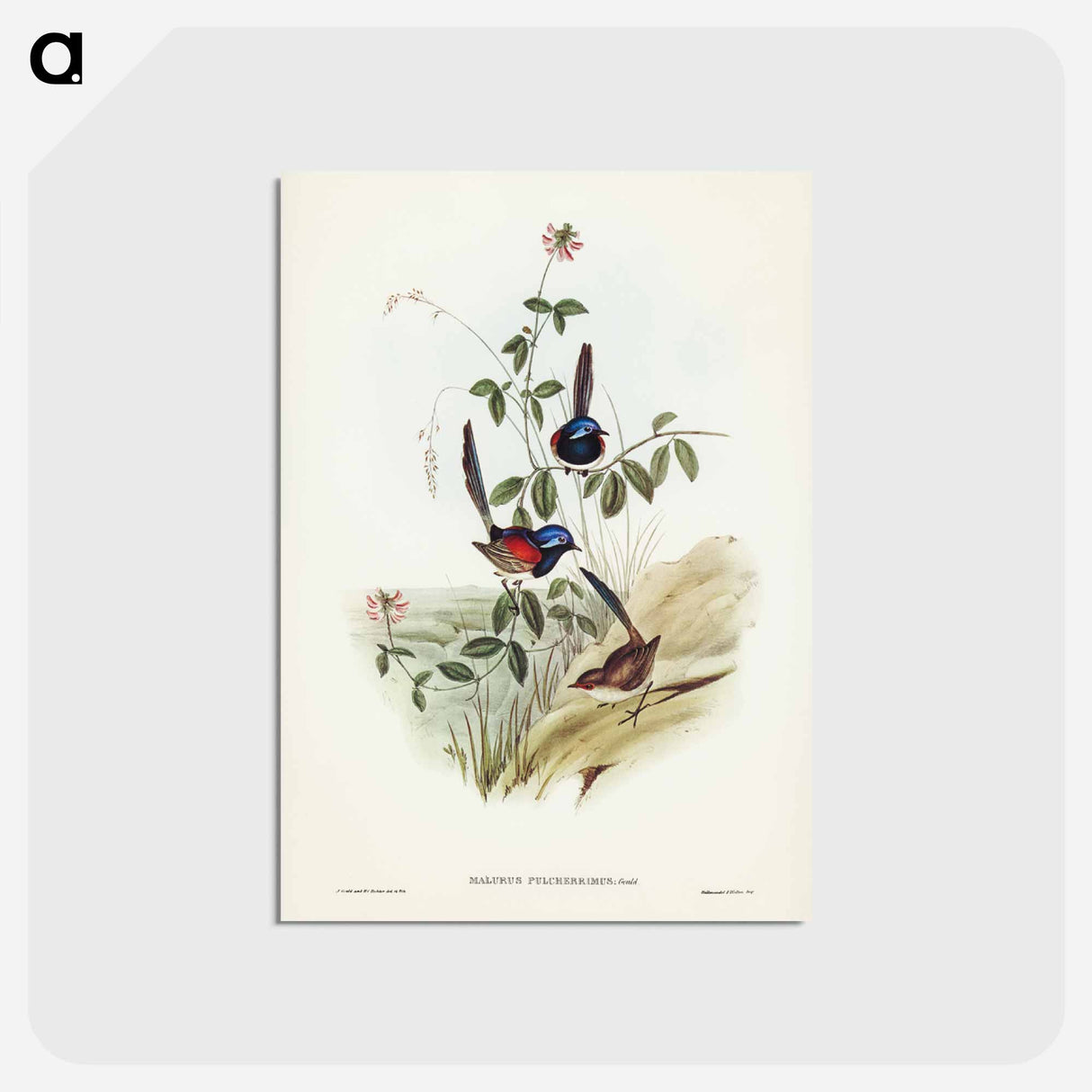 アートポストカード-Beautiful Wren
- ジョン グールド Postcard.