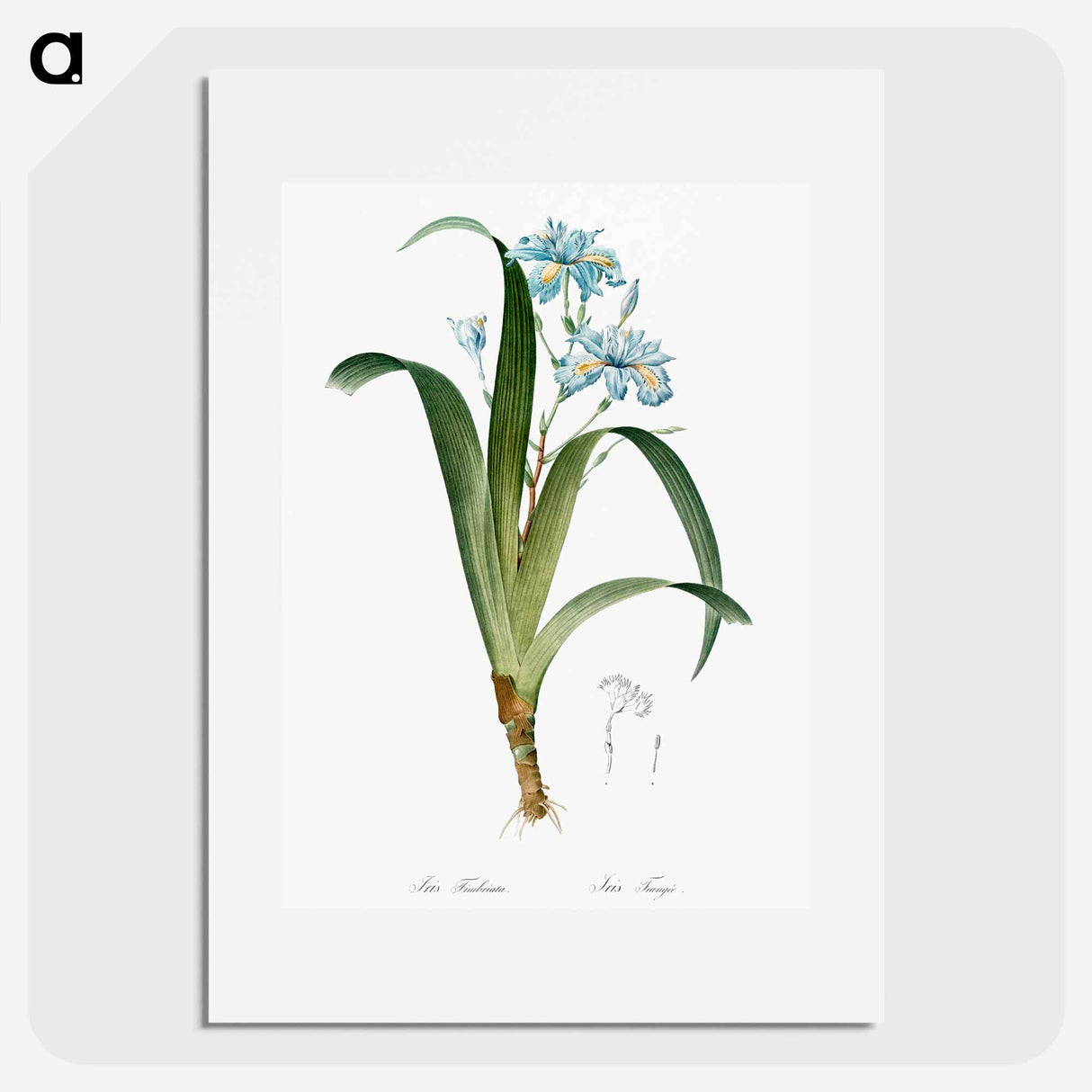 Iris fimbriata illustration - Pierre Joseph Redouté Poster.