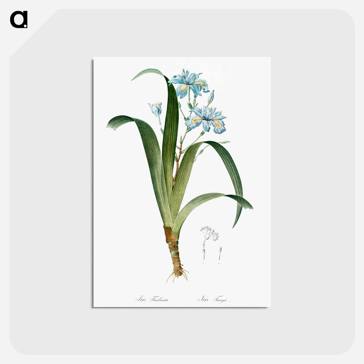 アートポストカード-Iris fimbriata illustration - ピエール ジョゼフ ルドゥーテ Postcard.