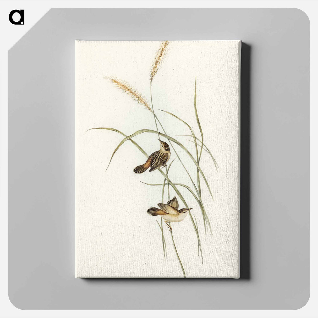 Square-tailed Warbler
- オーストラリアの鳥 Canvas.