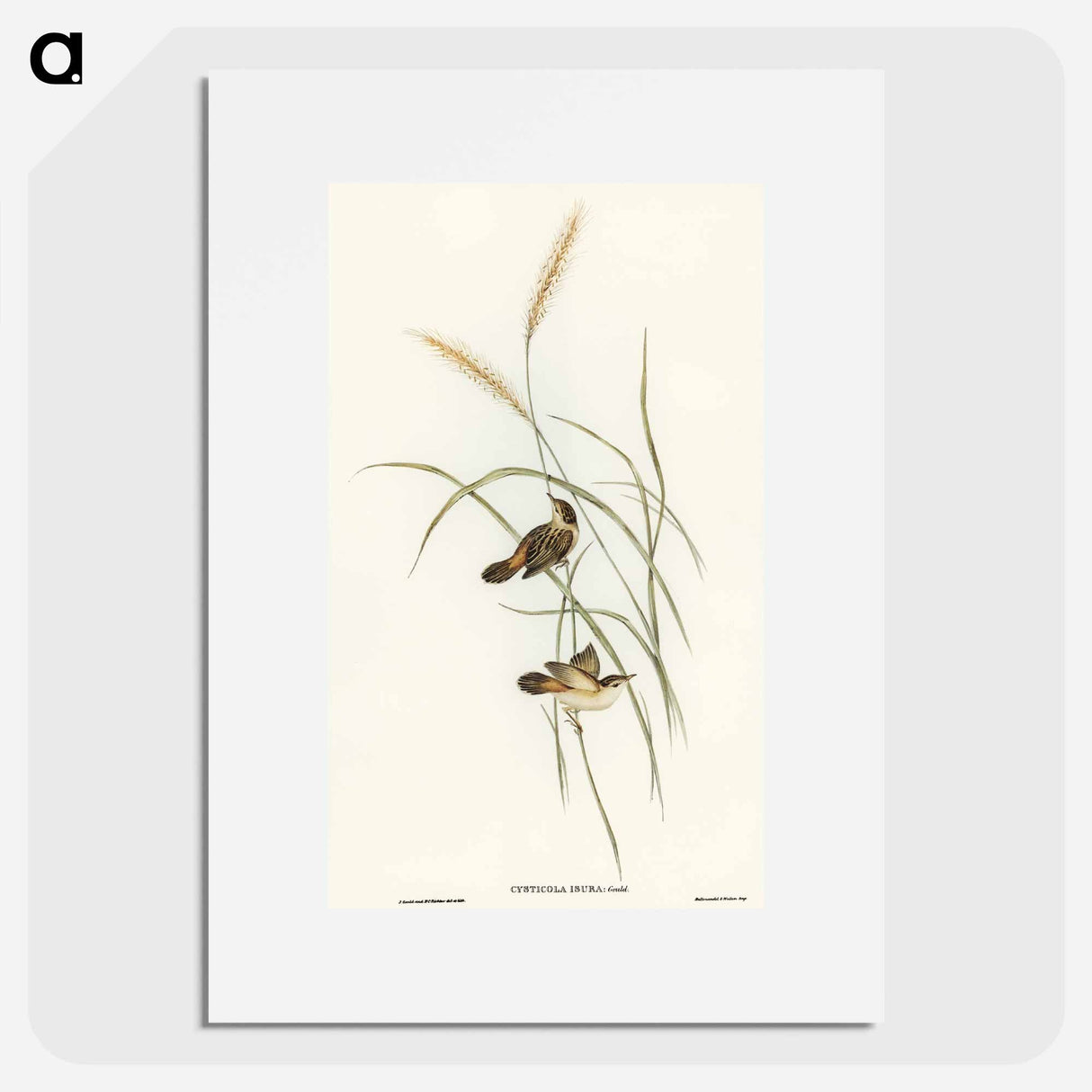アートポスター-Square-tailed Warbler
- オーストラリアの鳥 Poster.