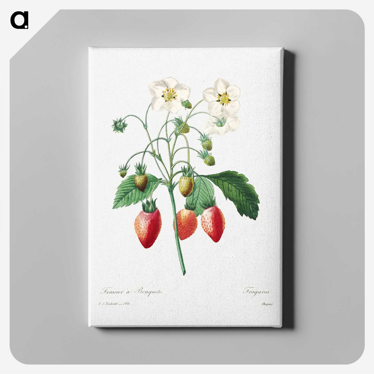 4-54_Pierre-Joseph-Redoute_canvas