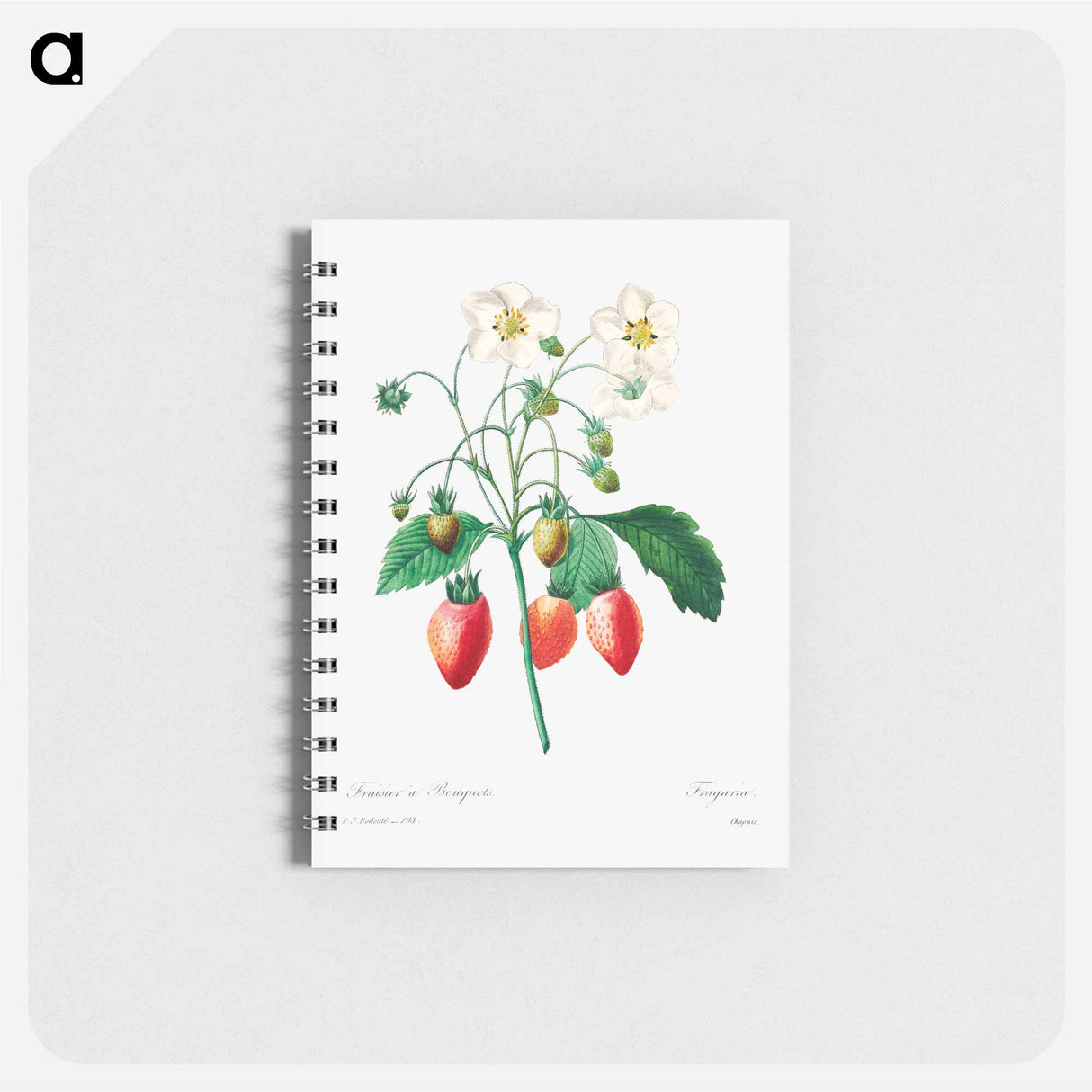 アートメモ帳-Strawberry - ピエール ジョゼフ ルドゥーテ Memo.