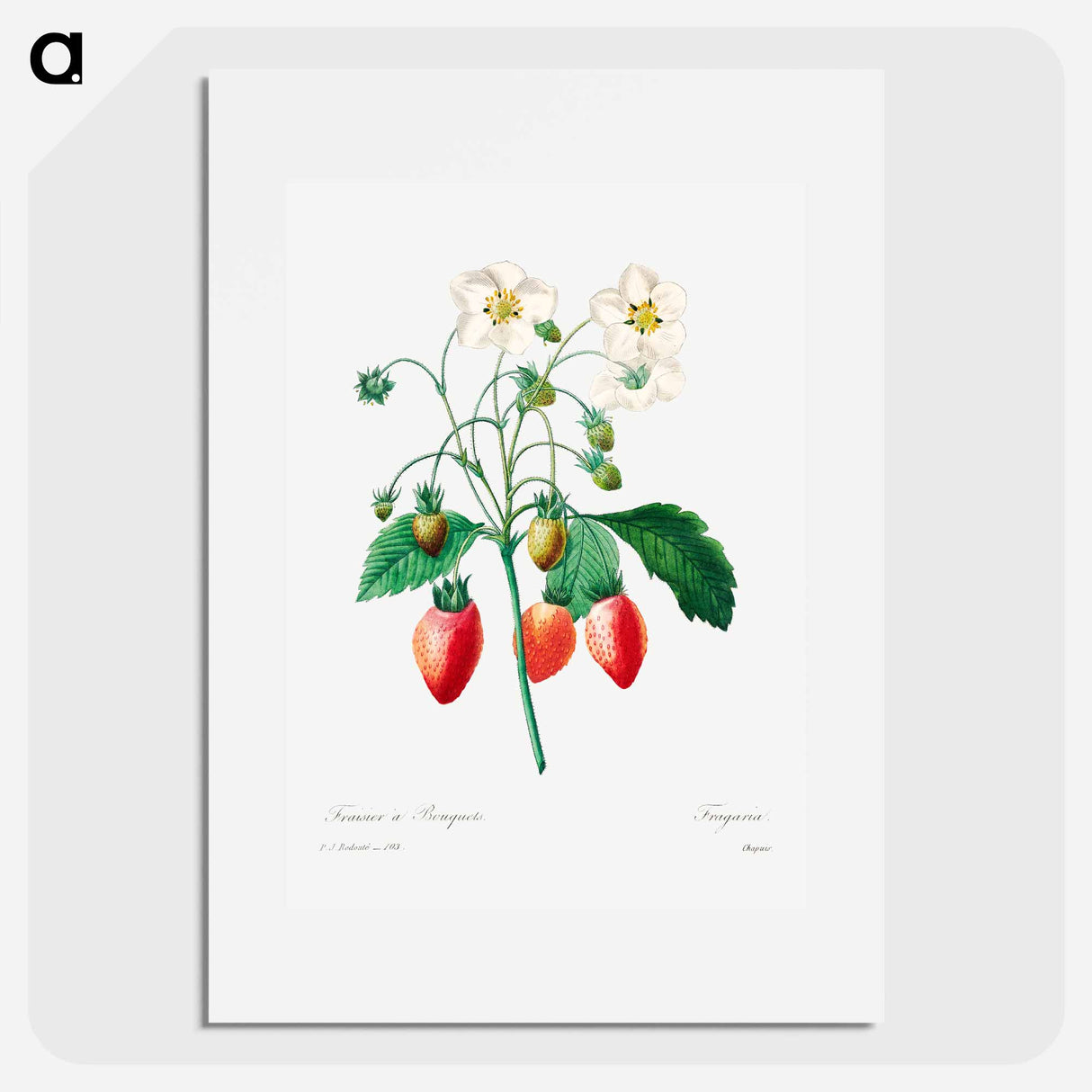 Strawberry - Pierre Joseph Redouté Poster.