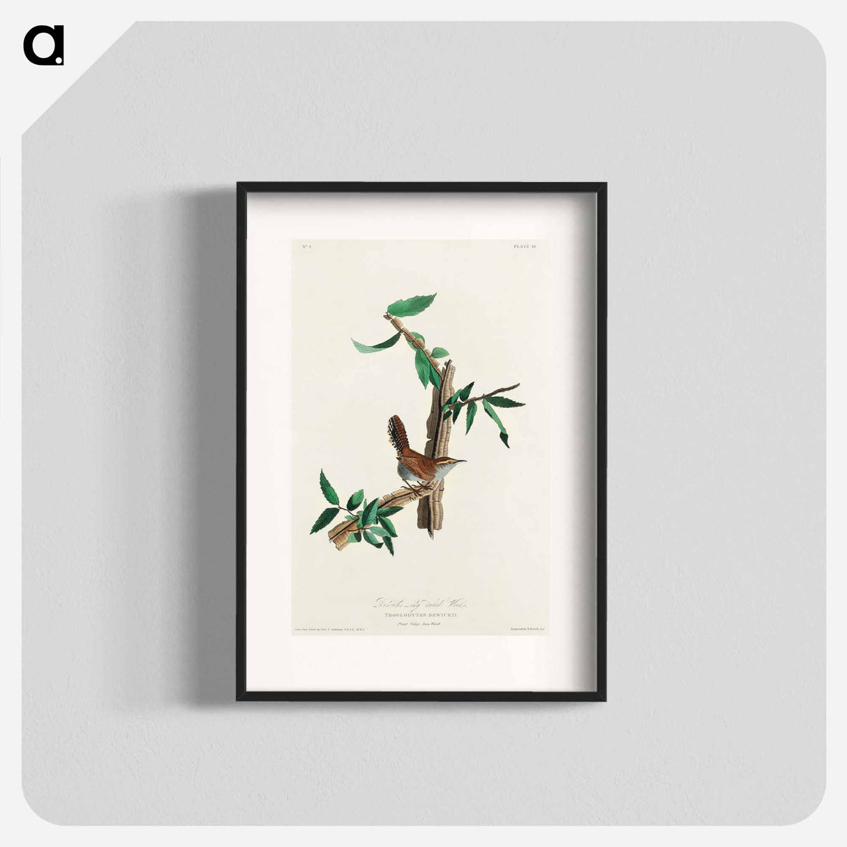 アートポスター-Bewick's Wren from Birds of America
- アメリカの鳥たち Poster.