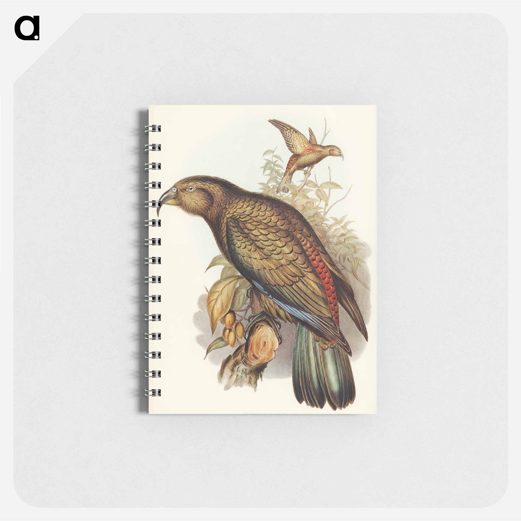 ※なめこ　ノスリの剥製(海外産) なめこ様専用 ノスリの剥製(海外産)