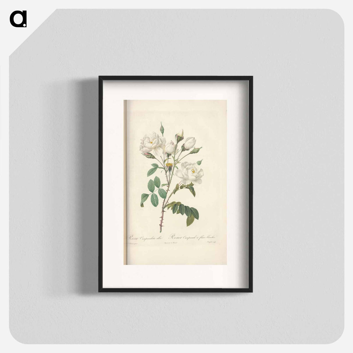 Rose illustration - Pierre Joseph Redouté Poster.