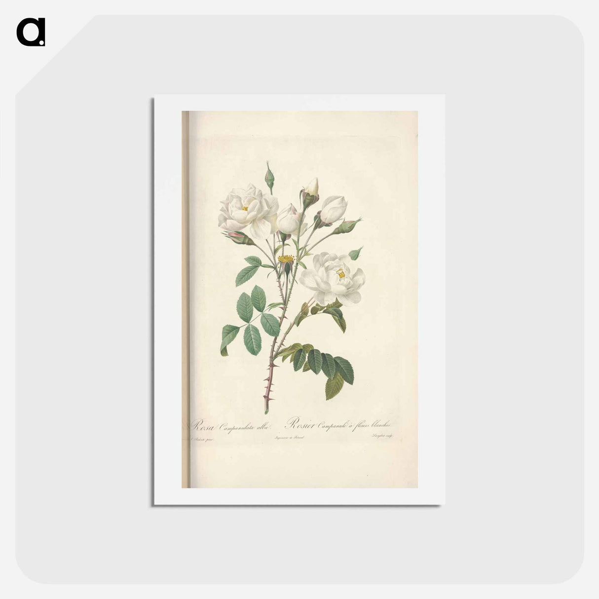 アートポストカード-Rose illustration - ピエール ジョゼフ ルドゥーテ Postcard.