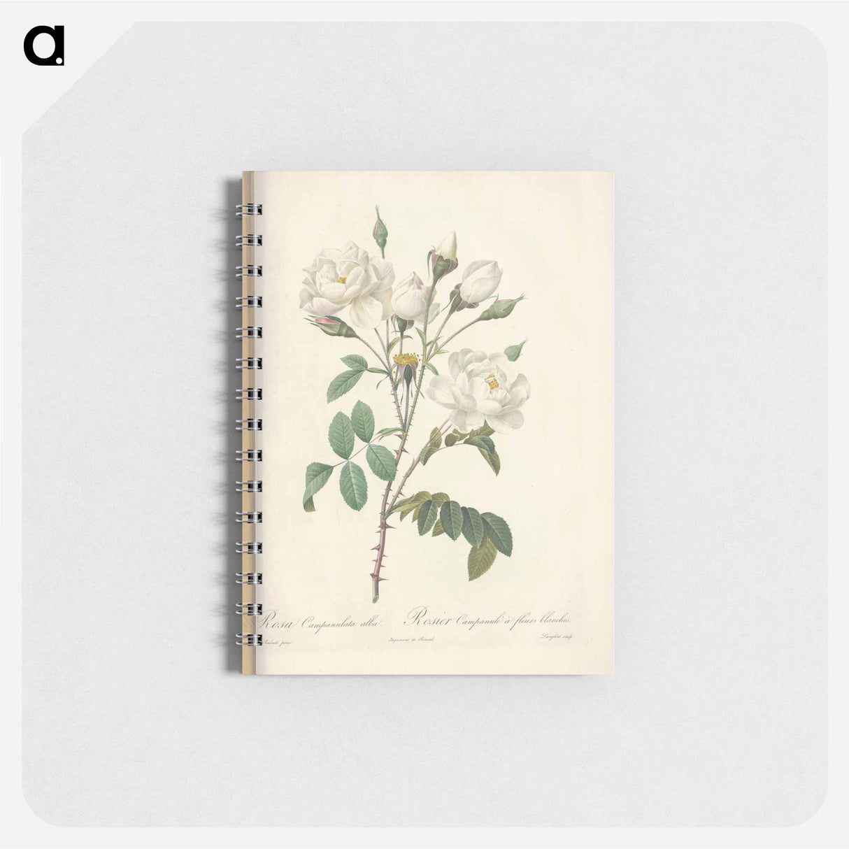 Rose illustration - ピエール ジョゼフ ルドゥーテ Memo.