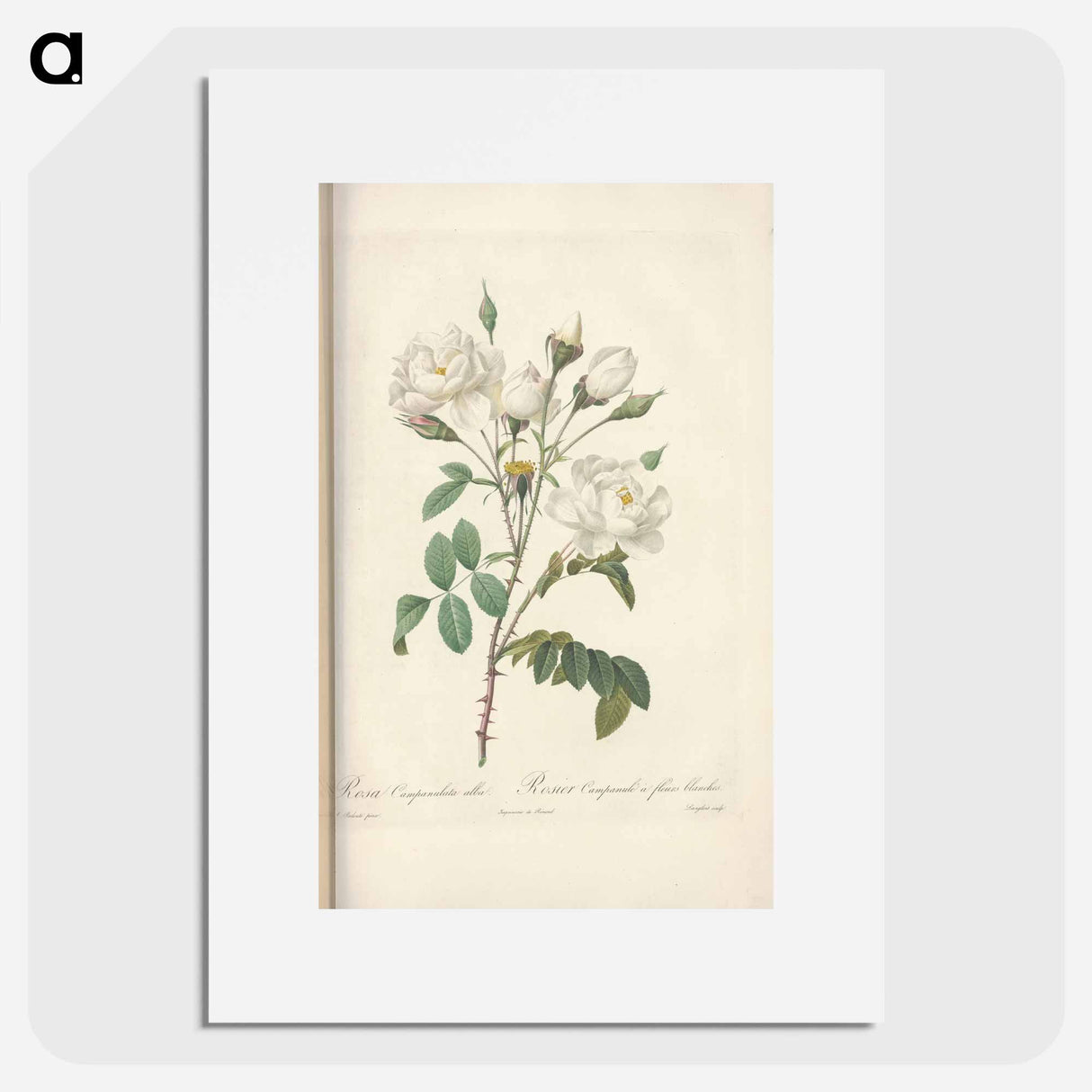 Rose illustration - Pierre Joseph Redouté Poster.