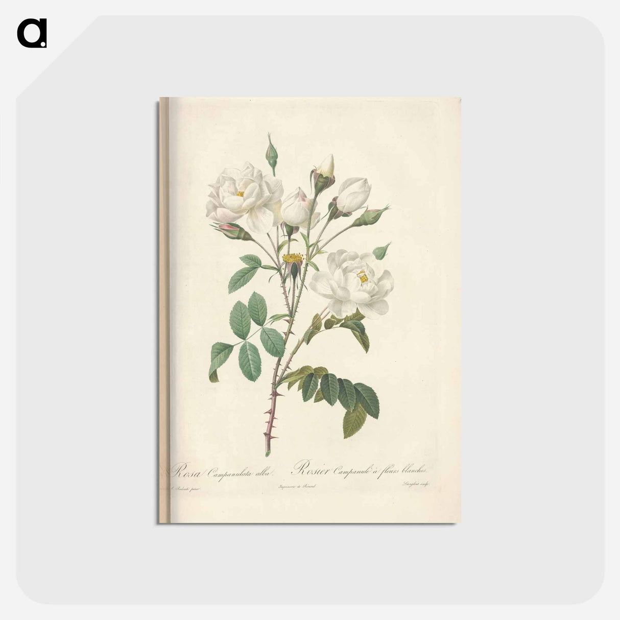 アートポストカード-Rose illustration - ピエール ジョゼフ ルドゥーテ Postcard.