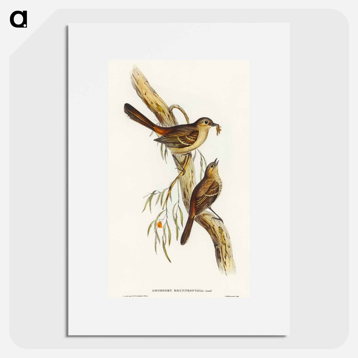 アートポスター-Scrub Robin
- オーストラリアの鳥 Poster.