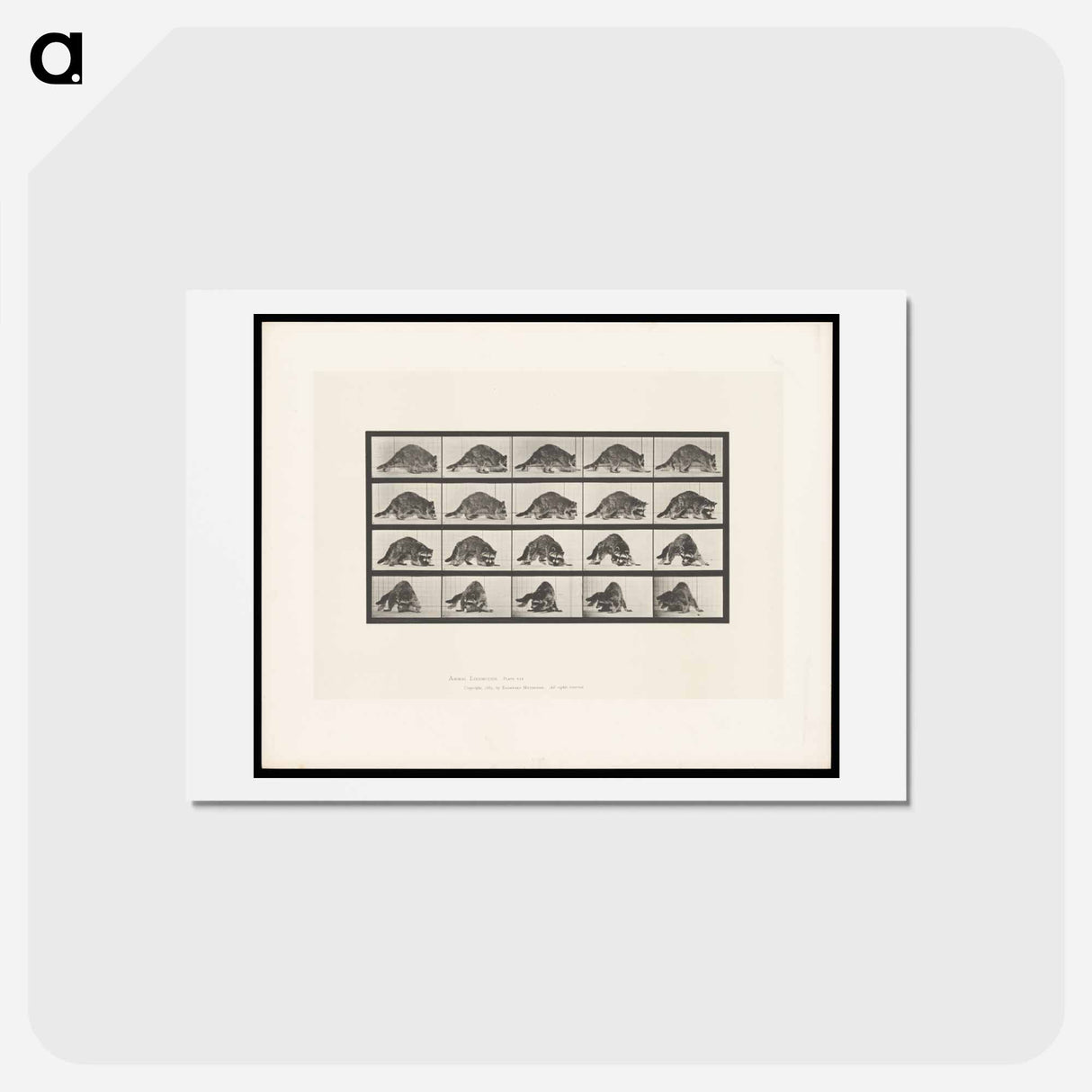アートポストカード-Turning Racoon
- エドワード マイブリッジ Postcard.