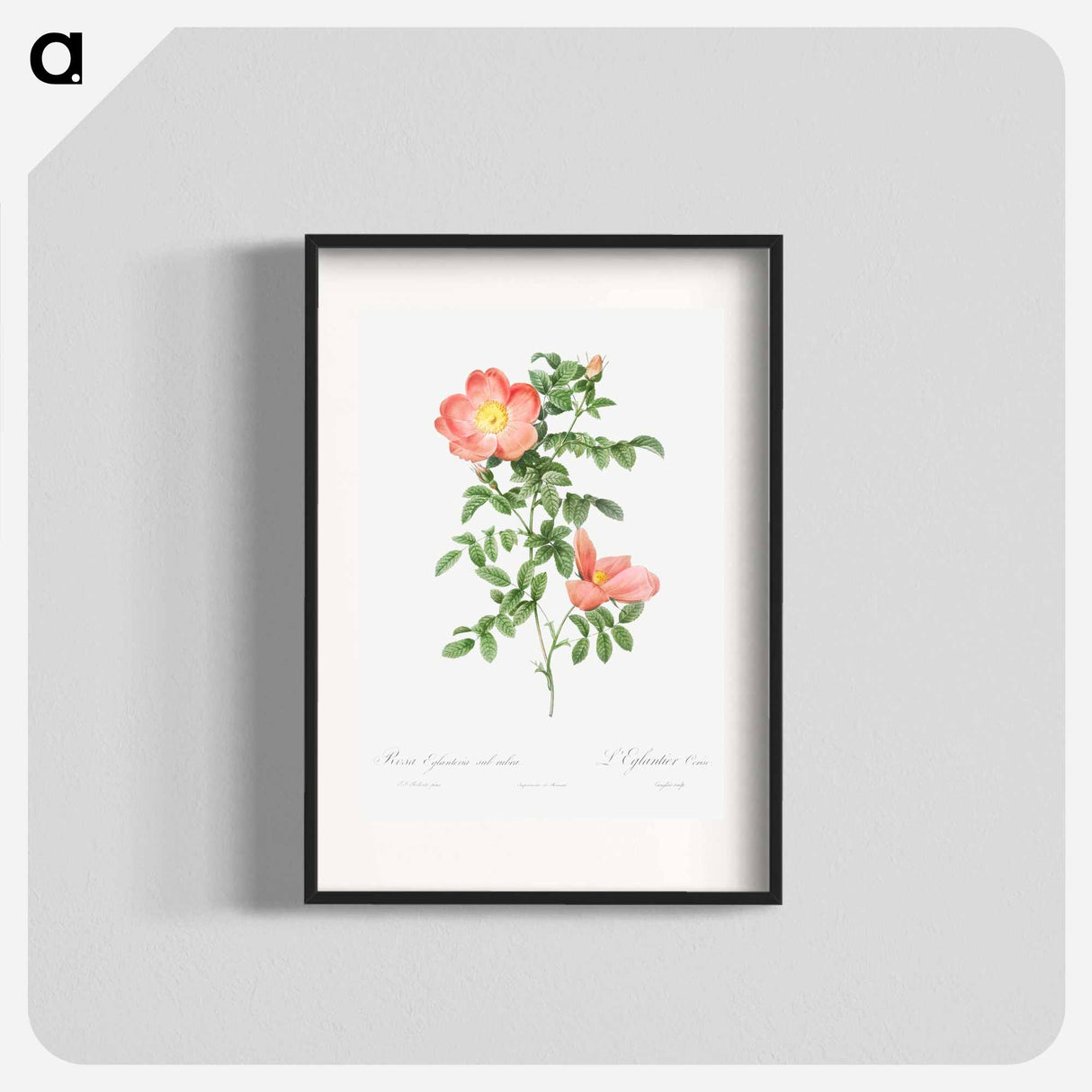 Red sweet brier - Pierre Joseph Redouté Poster.