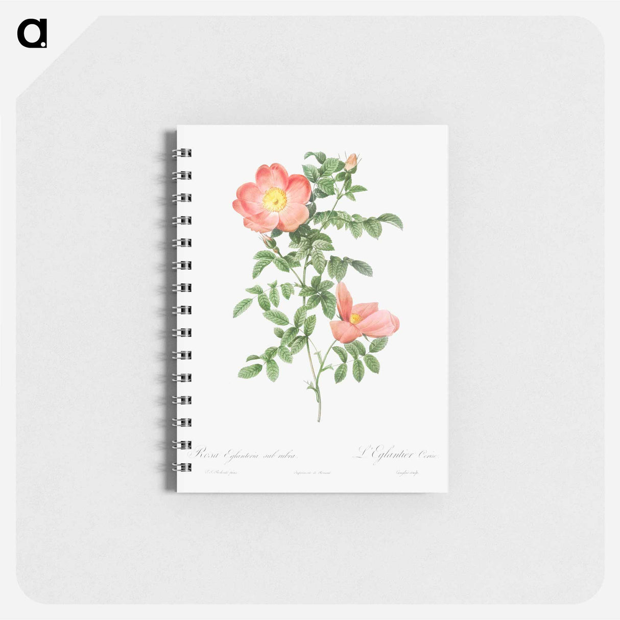 Red sweet brier - ピエール ジョゼフ ルドゥーテ Memo.