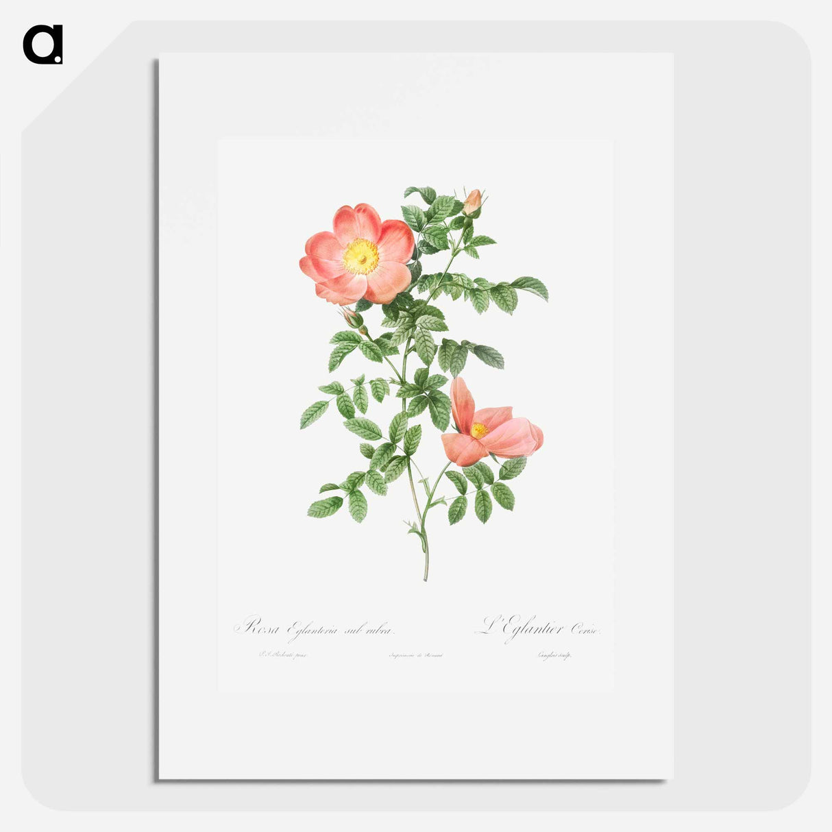 Red sweet brier - Pierre Joseph Redouté Poster.