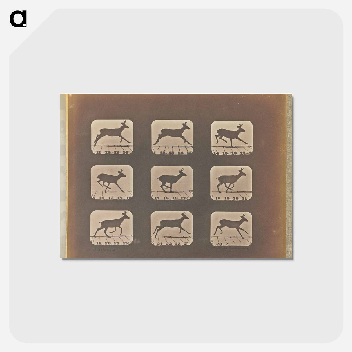 アートポストカード-Running
- エドワード マイブリッジ Postcard.