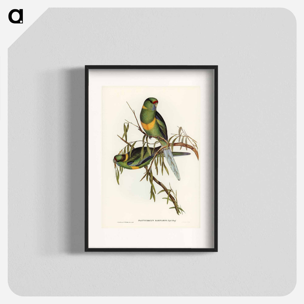 アートポスター-Black-tailed Parakeet
- ジョン グールド Poster.