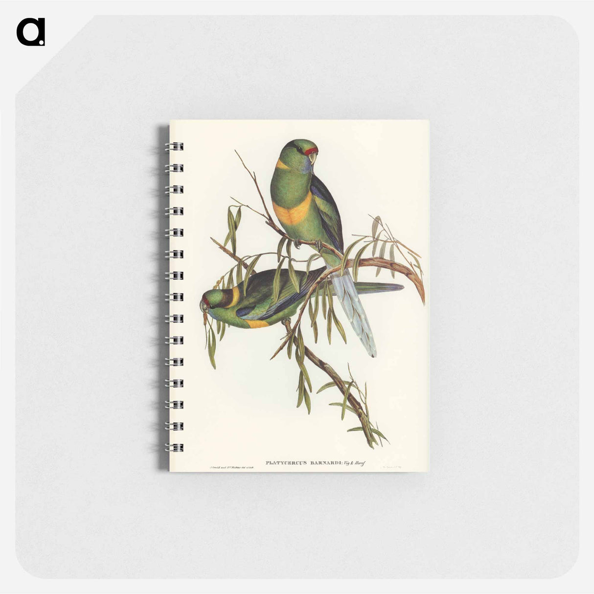 アートメモ帳-Black-tailed Parakeet
- ジョン グールド Memo.