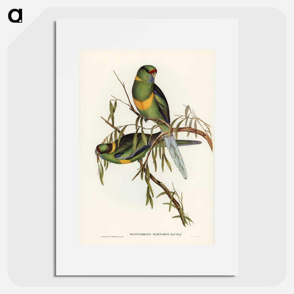 アートポスター-Black-tailed Parakeet
- ジョン グールド Poster.