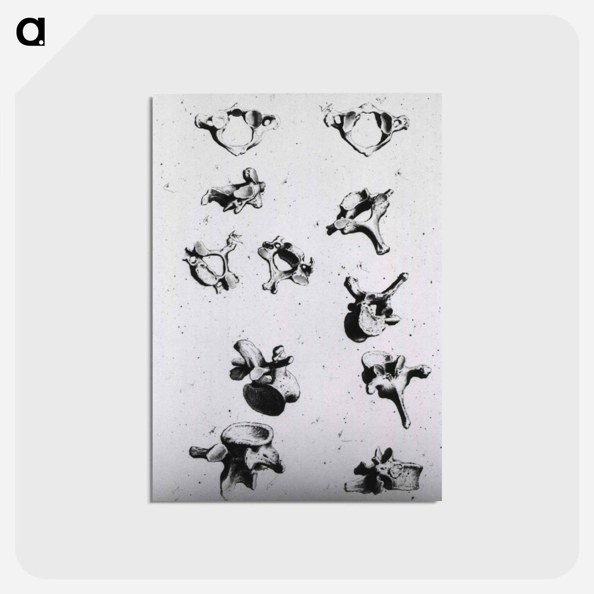 アートポストカード-Vertebrae
- 国立医学図書館 Postcard.