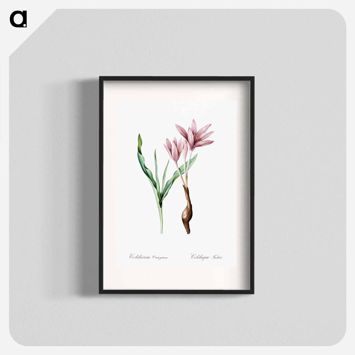 Autumn crocus illustration - ピエール ジョゼフ ルドゥーテ Poster.