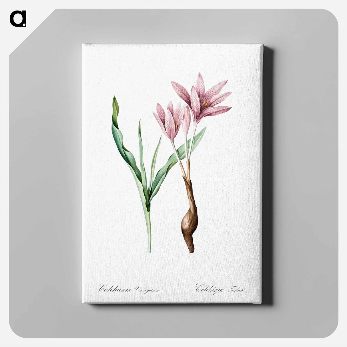 Autumn crocus illustration - Pierre Joseph Redouté Canvas.