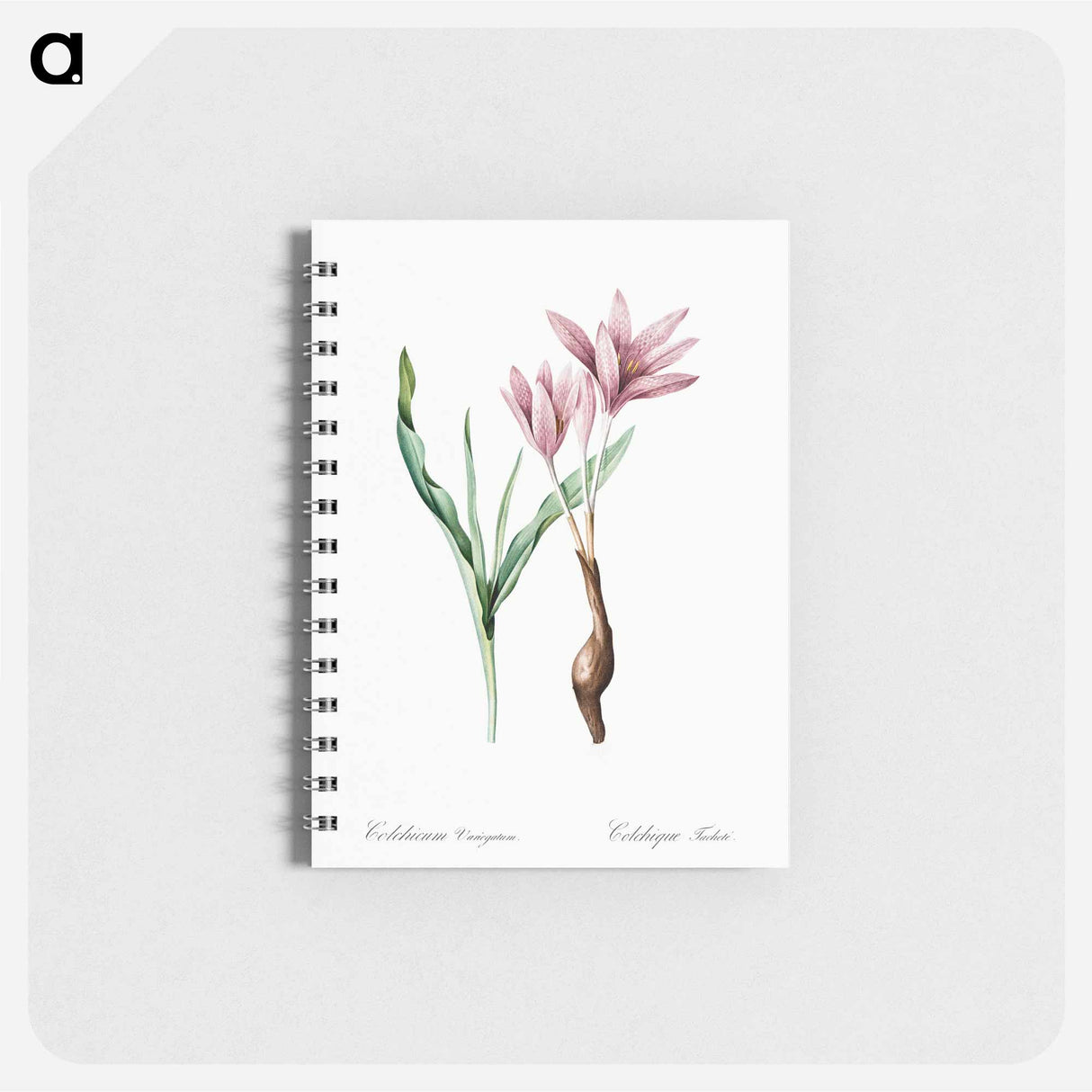 アートメモ帳-Autumn crocus illustration - ピエール ジョゼフ ルドゥーテ Memo.