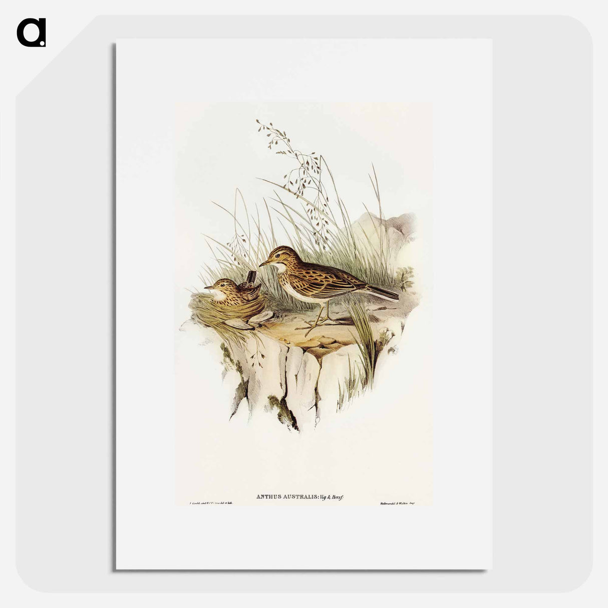 アートポスター-Australian Pipit
- オーストラリアの鳥 Poster.