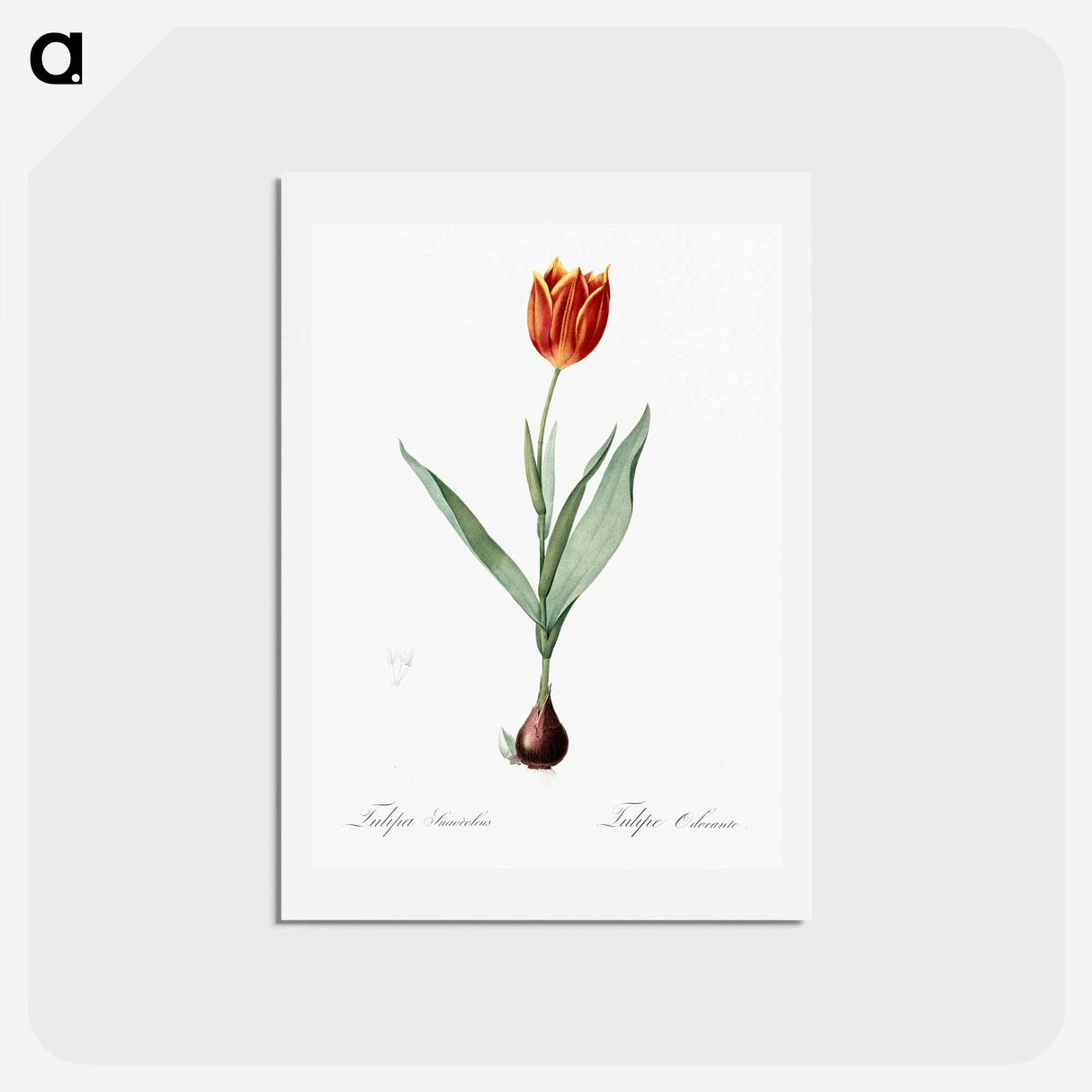 アートポストカード-Tulip illustration from Les liliacées - ピエール ジョゼフ ルドゥーテ Postcard.