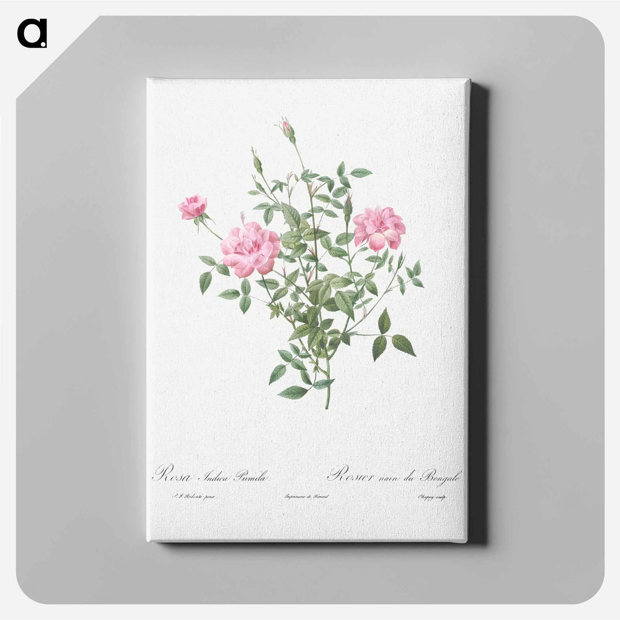 Double Miniature Rose - Pierre Joseph Redouté Canvas.