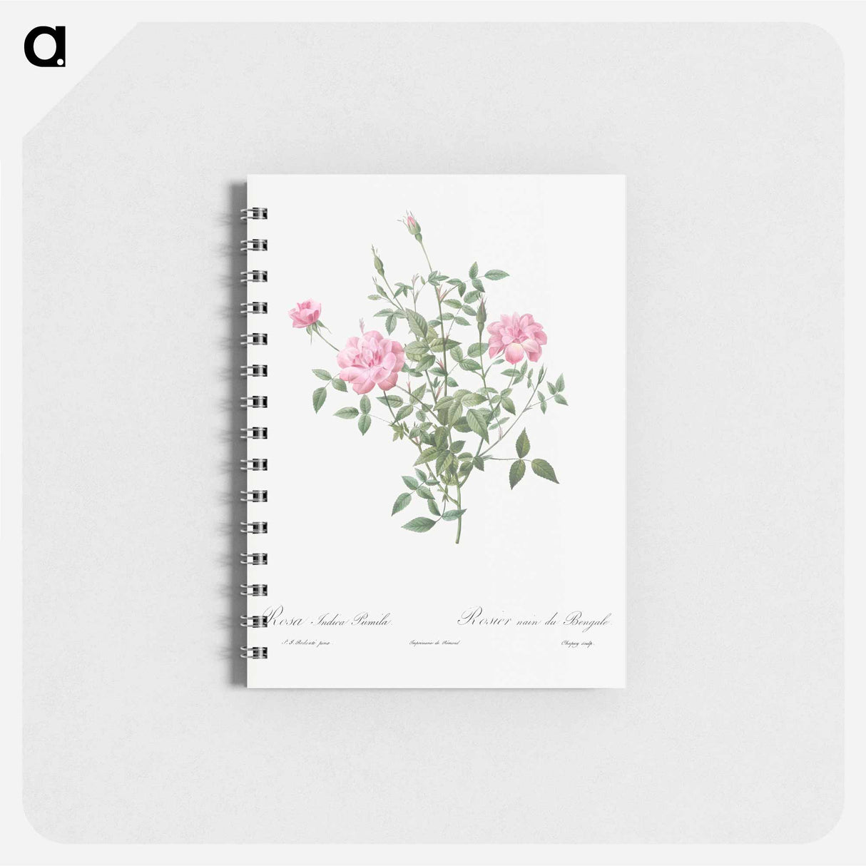 Double Miniature Rose - ピエール ジョゼフ ルドゥーテ Memo.