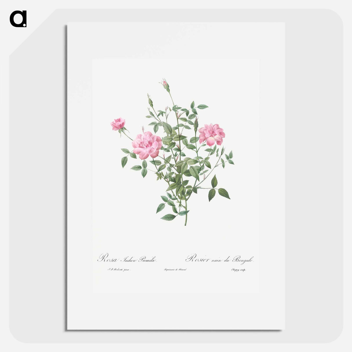 Double Miniature Rose - Pierre Joseph Redouté Poster.