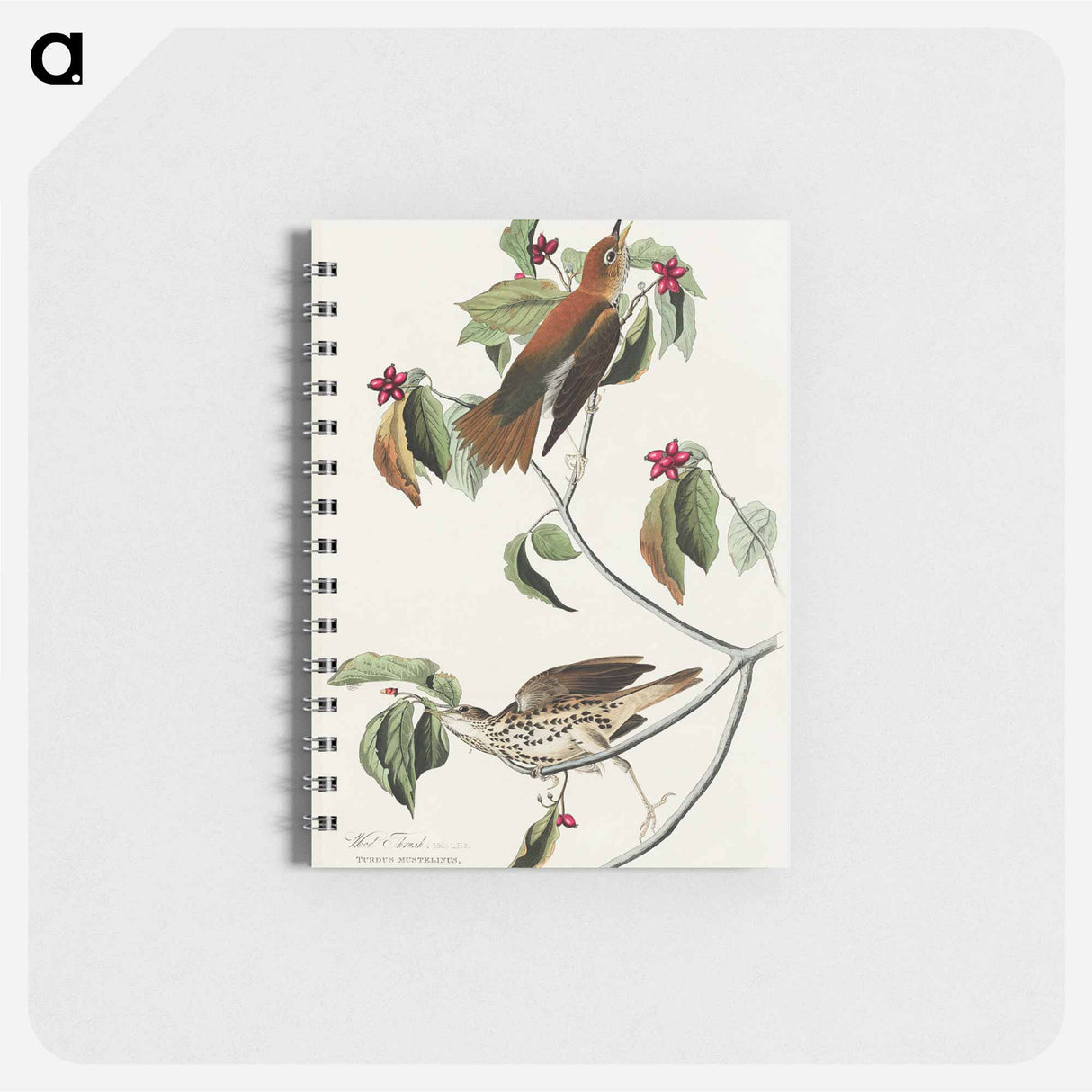 アートメモ帳-Wood Thrush from Birds of America
- アメリカの鳥たち Memo.