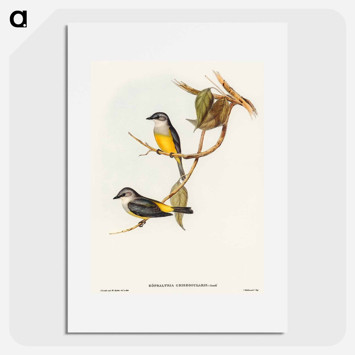 アートポスター-Grey-breasted Robin
- オーストラリアの鳥 Poster.