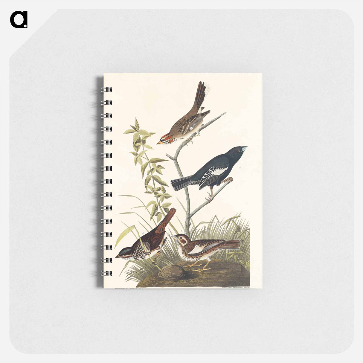 アートメモ帳-Birds of America
- ジョン ジェームス オーデュボン Memo.