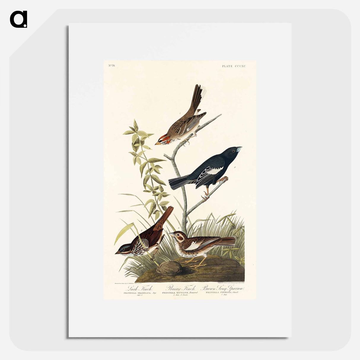 アートポスター-Birds of America
- ジョン ジェームス オーデュボン Poster.
