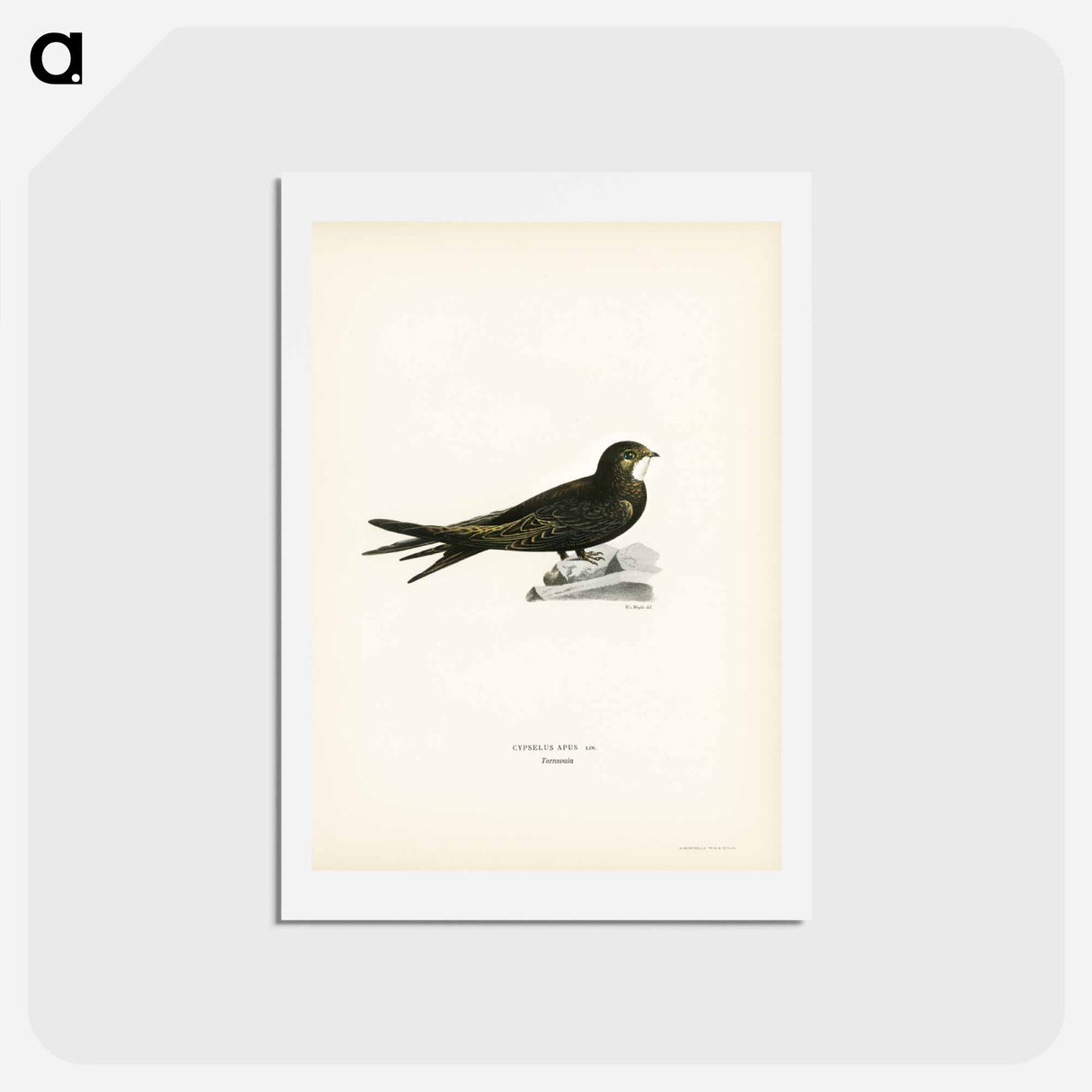 アートポストカード-Common Swift
- スヴェンスカ フォグラル Postcard.