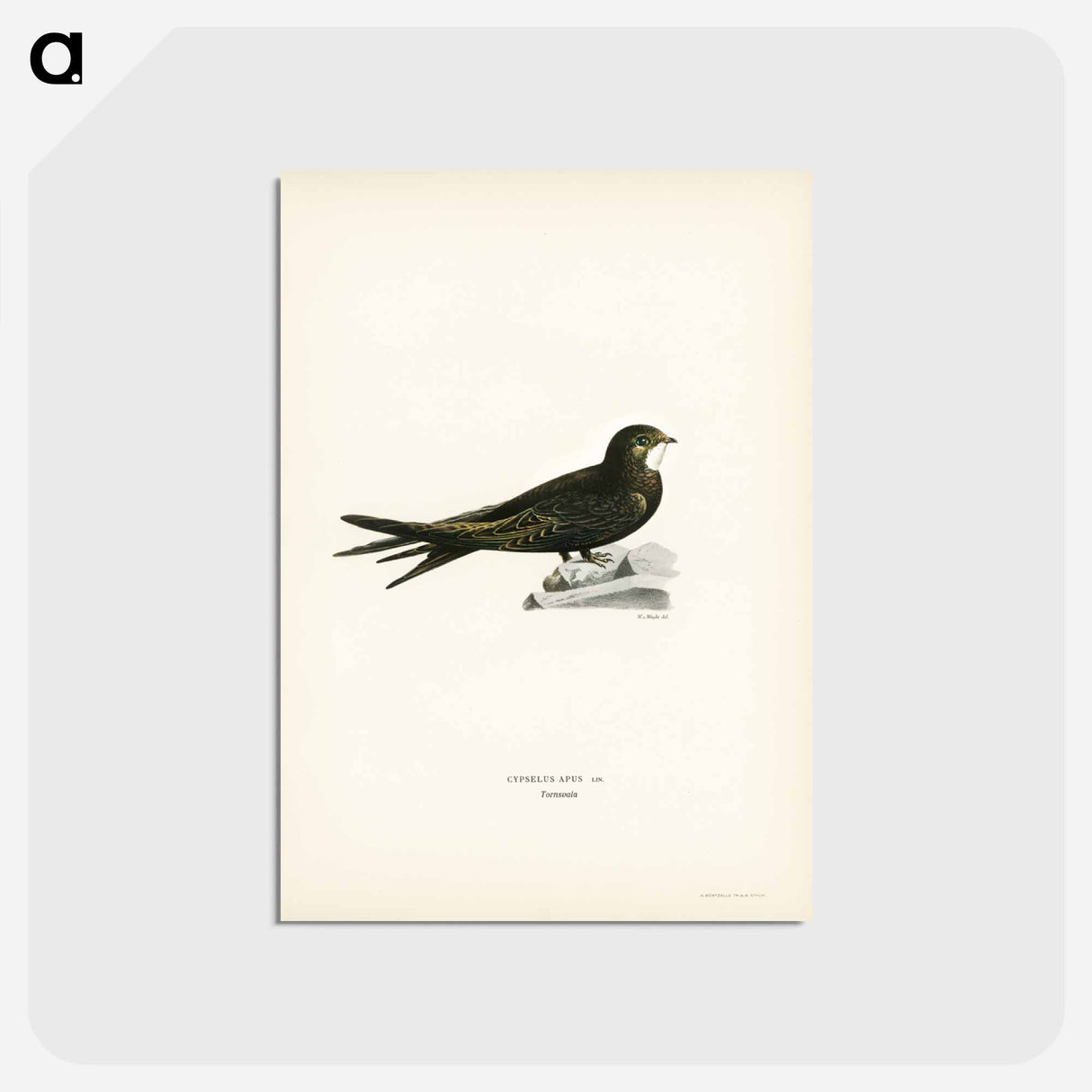 アートポストカード-Common Swift
- スヴェンスカ フォグラル Postcard.
