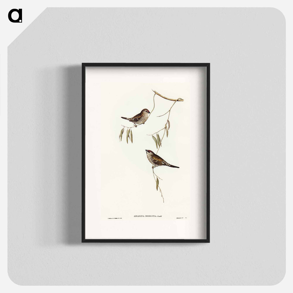 Plain-coloured Finch
- オーストラリアの鳥 Poster.