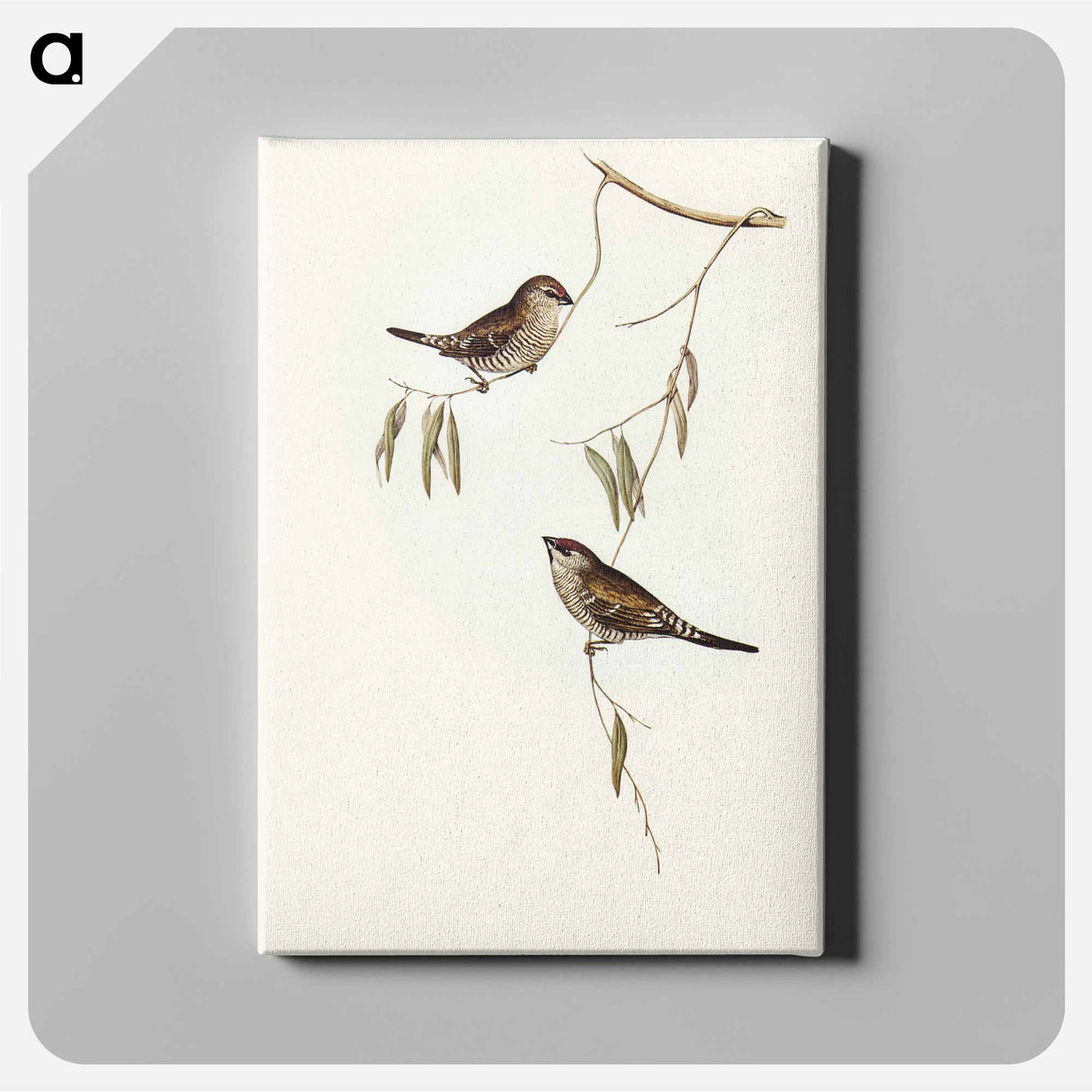 Plain-coloured Finch
- オーストラリアの鳥 Canvas.