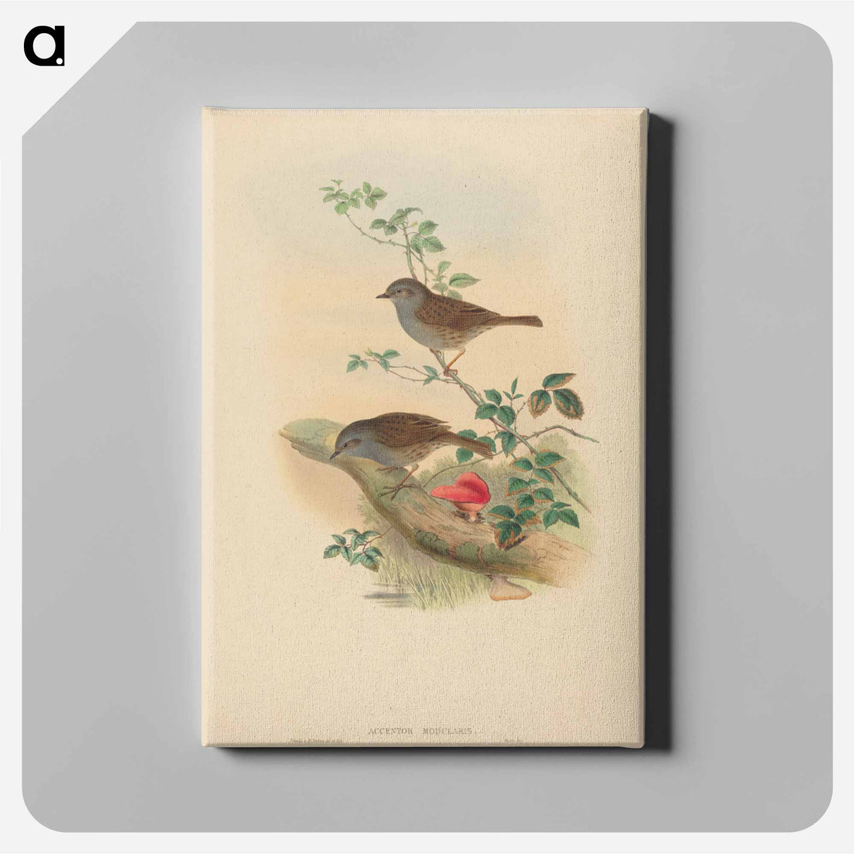 アートパネル-Accentor modularis
- ジョン グールド Canvas.