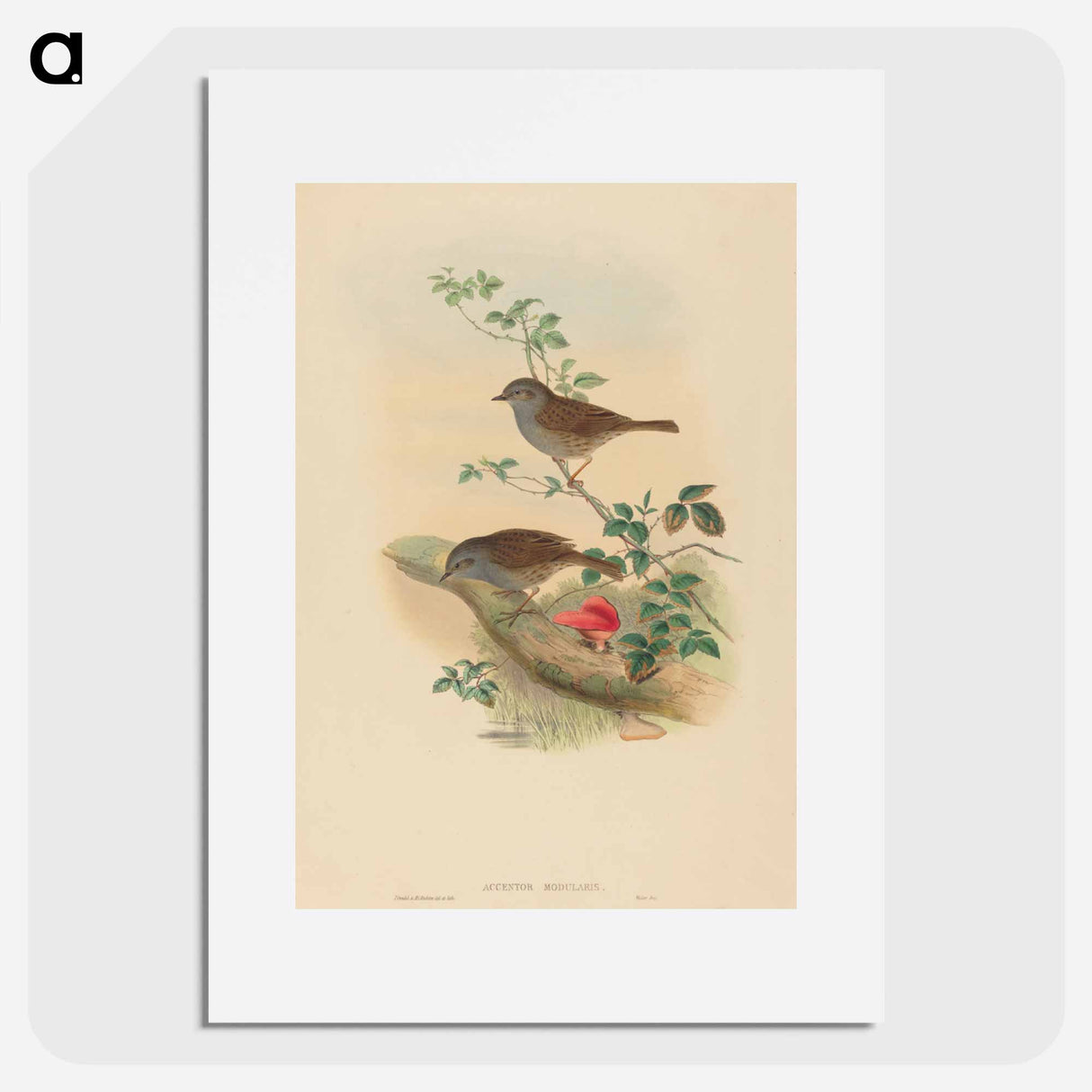 アートポスター-Accentor modularis
- ジョン グールド Poster.