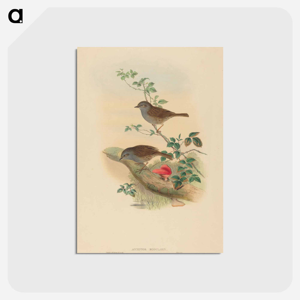 アートポストカード-Accentor modularis
- ジョン グールド Postcard.