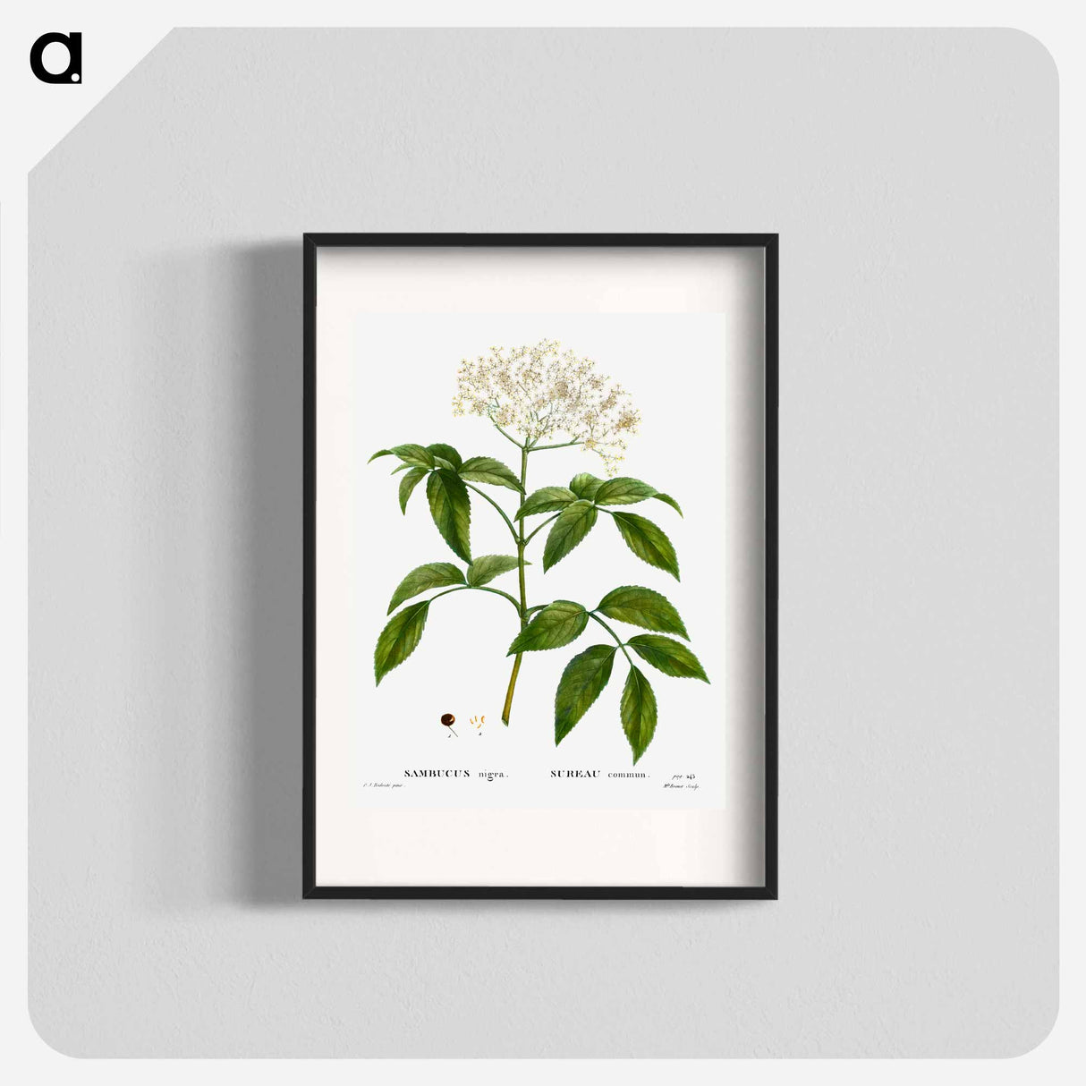 Elder (Sambucus nigra) - Pierre Joseph Redouté Poster.