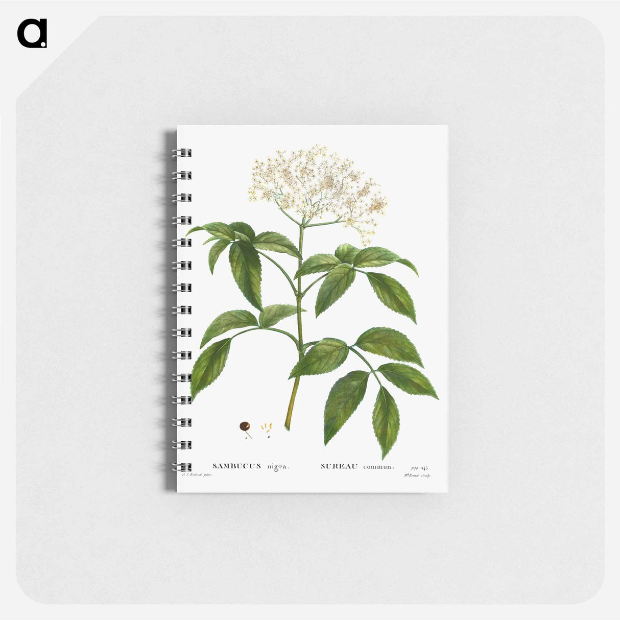 Elder (Sambucus nigra) - ピエール ジョゼフ ルドゥーテ Memo.